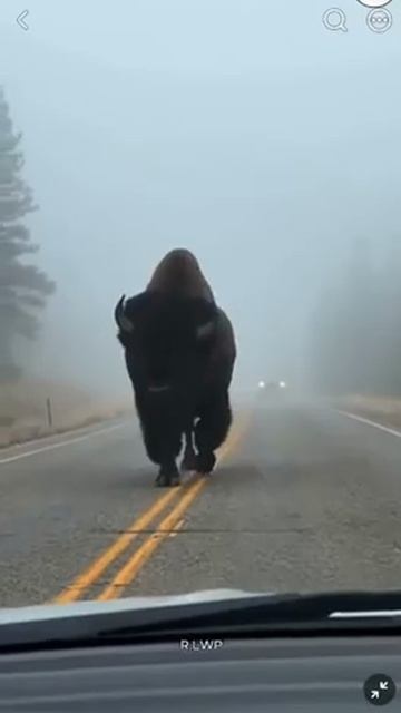 зубр