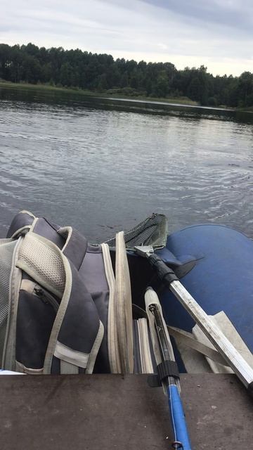 На рыбалке. 07.08.2026 Ленобласть Хвойное река Вуокса  котёнок Персик. Эпизод 15