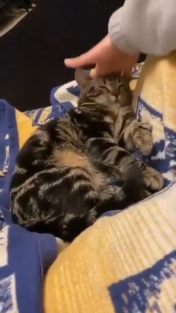 Видео от Tom And Сats  Кот на карте