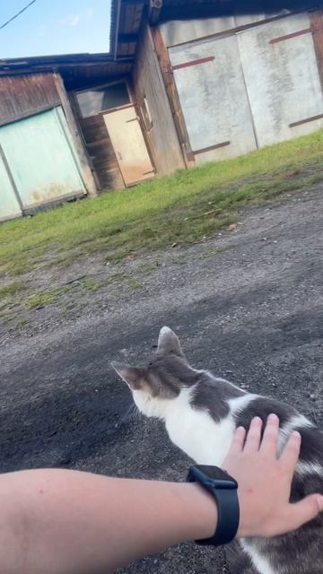 Кошка
