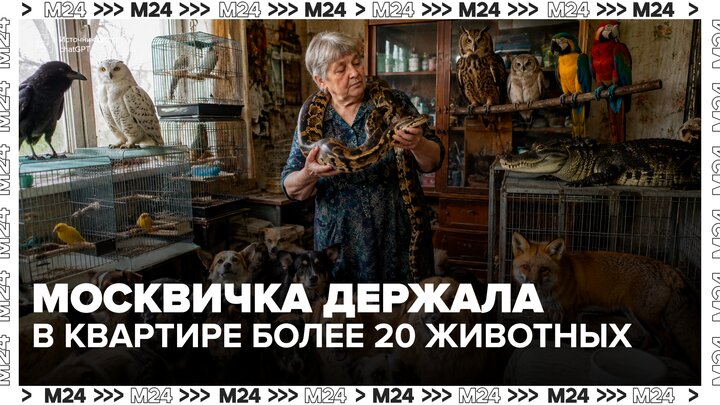 Суд в Москве обязал пенсионерку выселить из квартиры каймана удава и лису - Москва 24