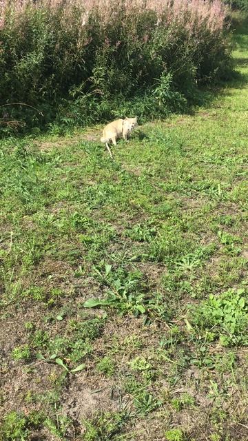 Ленобласть. Хвойное. 08.08.2026. Котёнок на дачном участке словил мышку.. Эпизод 2