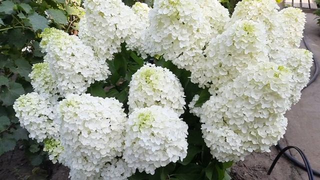 Одна из моих любимых гортензий Summer Snow (Саммер сноу) я её называю куколкой