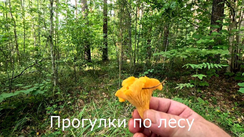 Второй день ищу канаву с водой. Что осталось от Ландышевой аллеи.