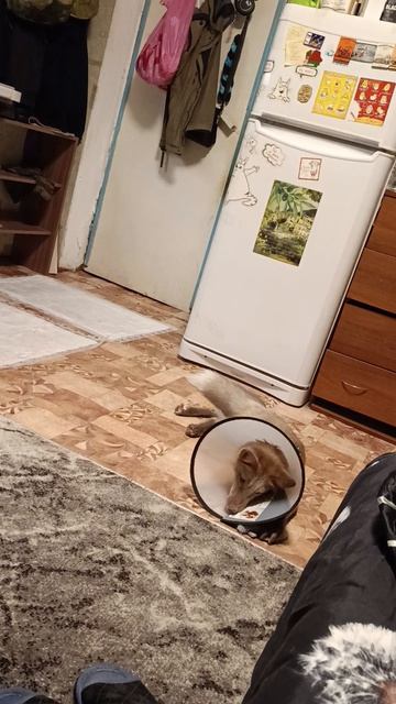 Кеша играется