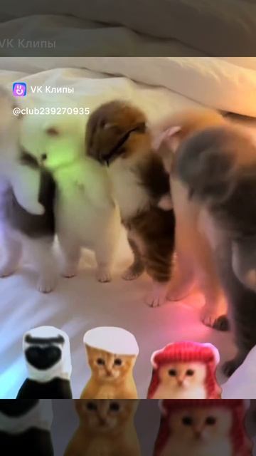 котики танцуют