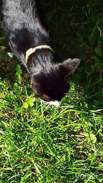 коты