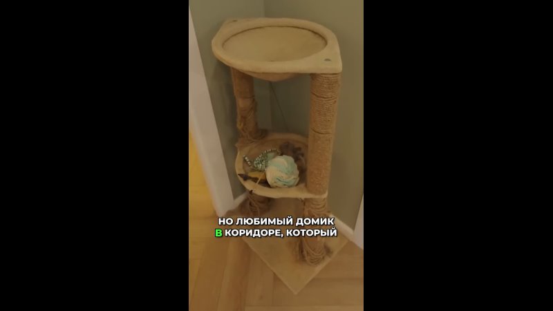 Уродливый, но любимый: бюджетные и фотогеничные домики для кота.
