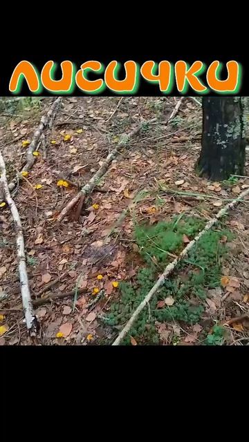 ЛИСИЧКИ