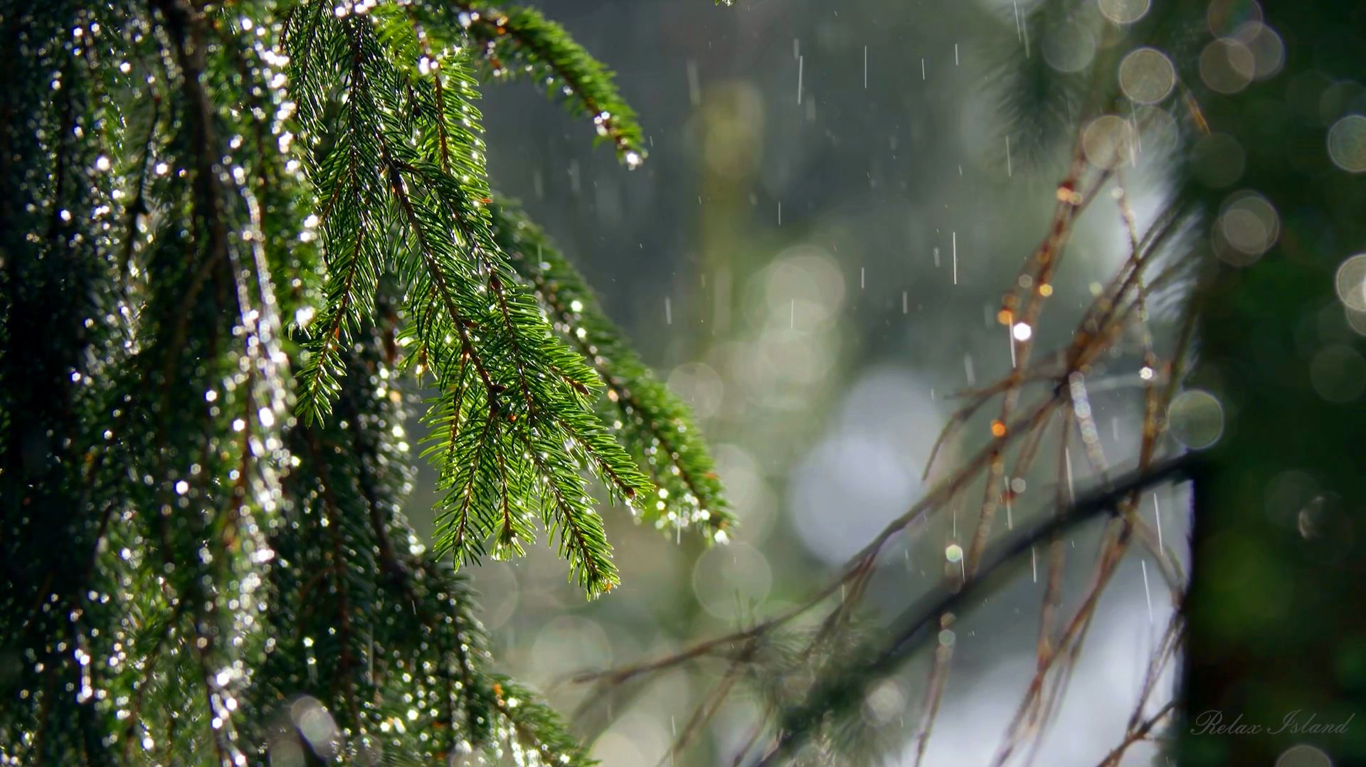 ☔️ УСПОКАИВАЮЩИЙ ШУМ ДОЖДЯ ДЛЯ СНА В ХВОЙНОМ ЛЕСУ ✨ РАССЛАБЛЯЮЩИЙ ЗВУК ДОЖДЯ ✨ ЗВУКИ ПРИРОДЫ