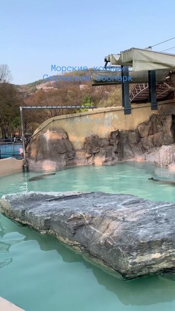 Морские котики. Сеульский зоопарк