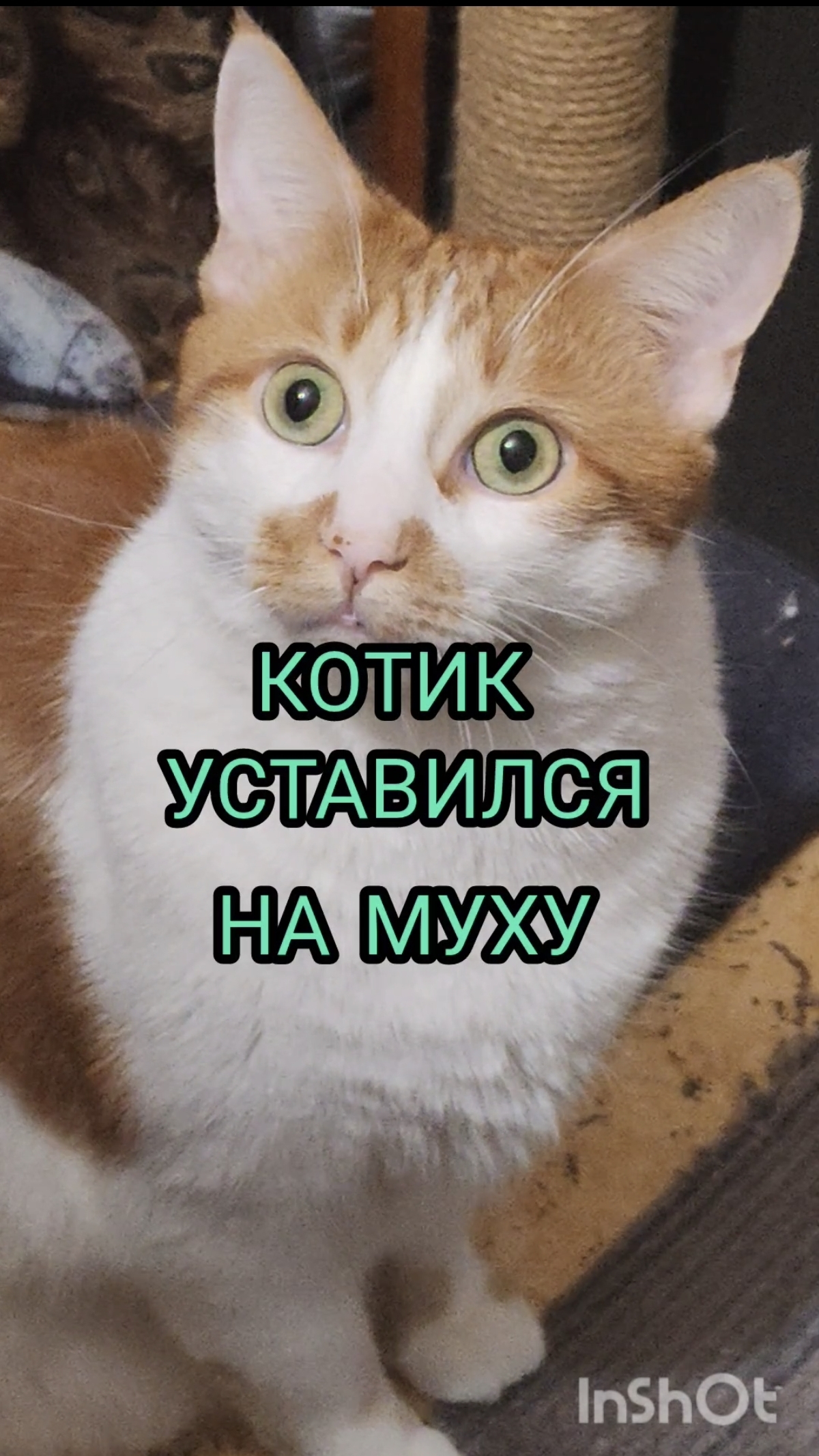 Кот уставился на муху)