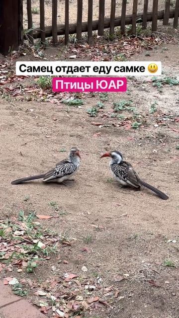 Как называются птицы? Кто знает? Увидела их в кемпинге сафари-парка Крюгер. Продолжаем автотрип