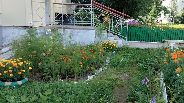 Клумба у моего подъезда. Биробиджан. 2026г