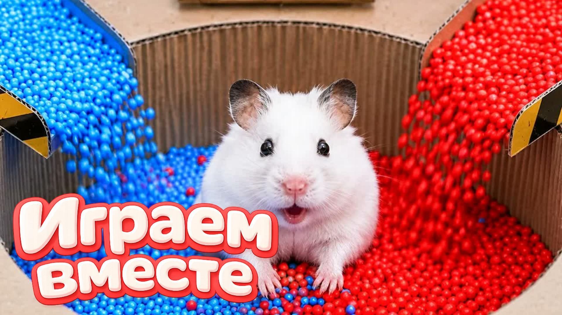 Хомячок проходит лабиринт - СЛОЖНЫЙ ЛАБИРИНТ для хомяка! Приключения хомяка для детей