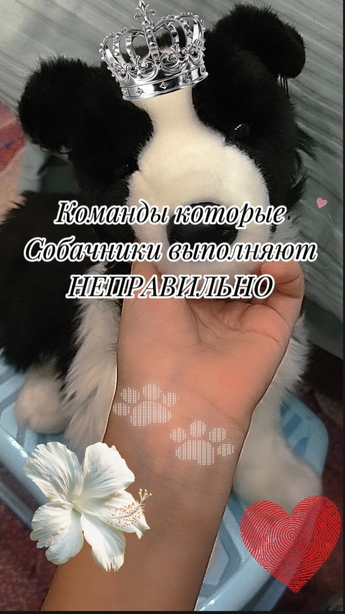 команды которые собачники выполняют неправильно!