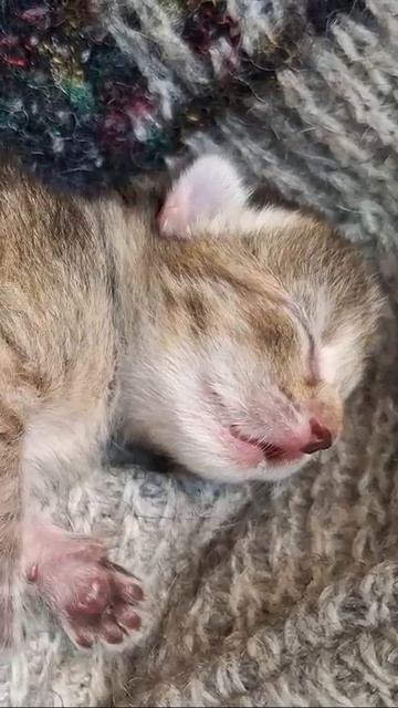 милота