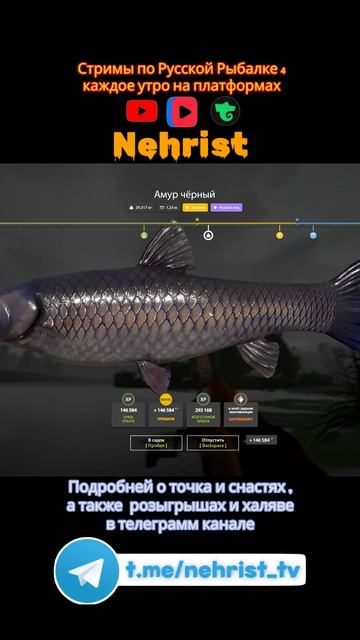 амур черный
