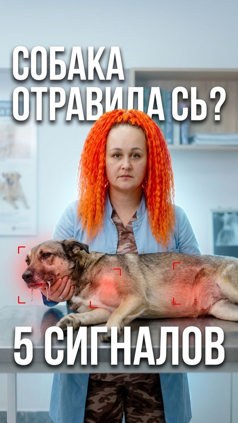 Признаки отравления у собаки 🐾 5 сигналов, которые нельзя игнорировать