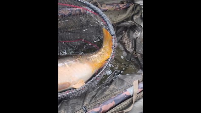 Карповая рыбалка🎣
Клинский рыбхоз
