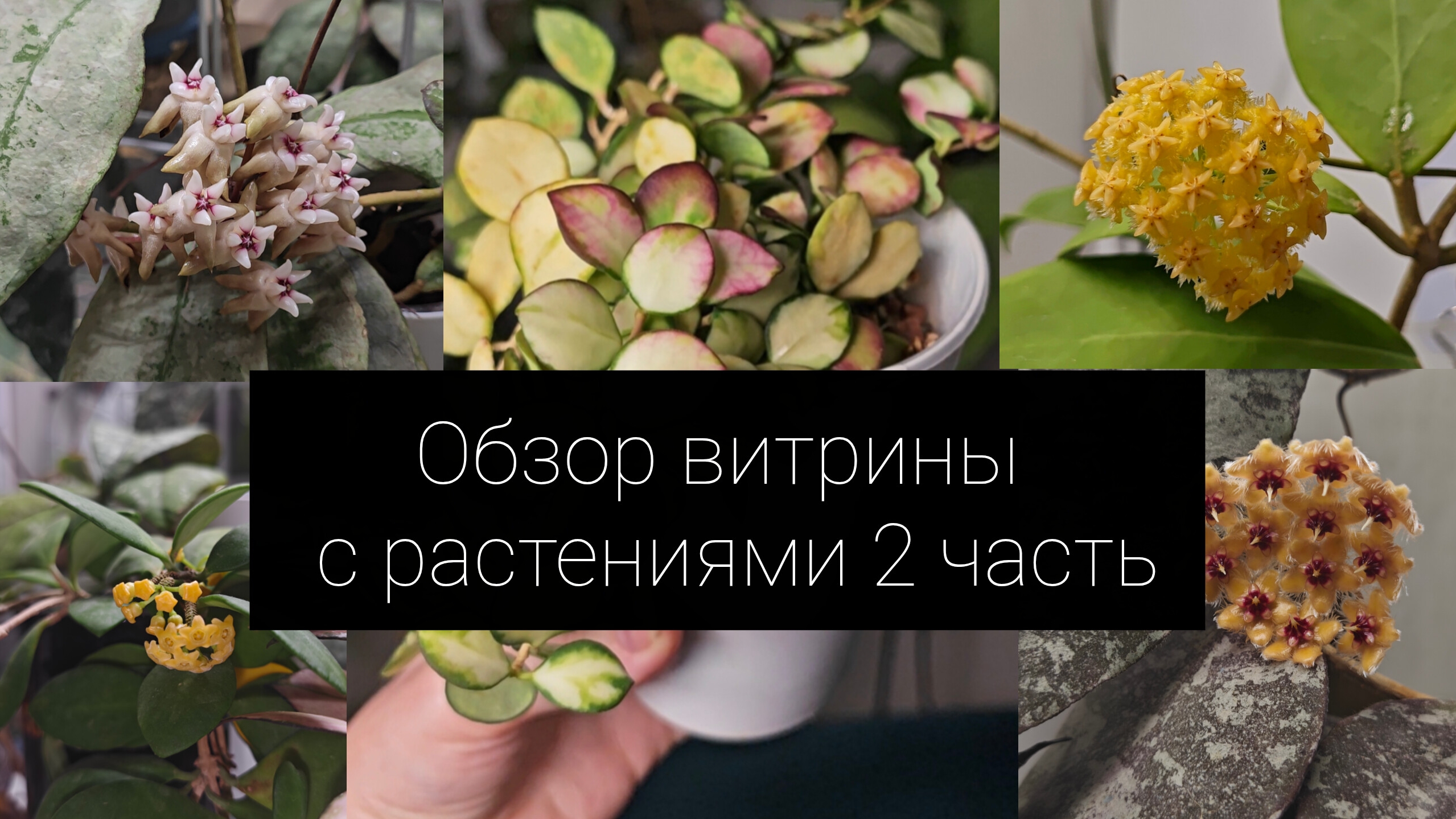 обзор витрины с растениями 2 часть