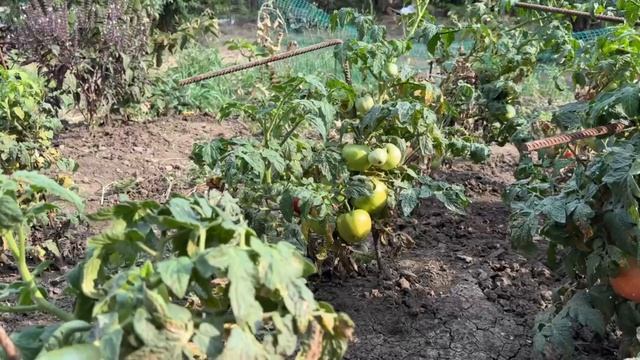 Первый год в частном доме