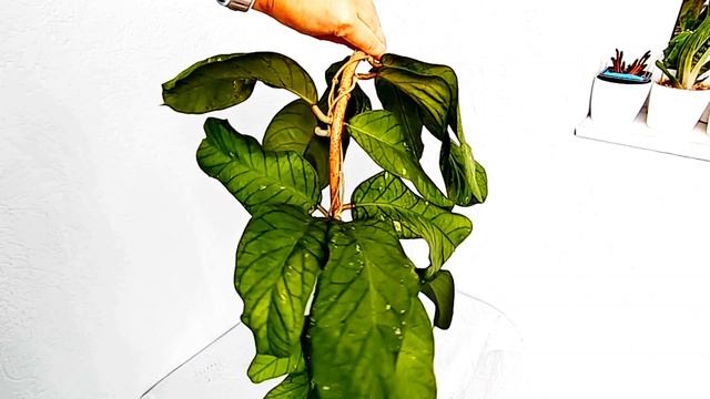 Хойя Мередичи Грин (Hoya Meredithii Green)