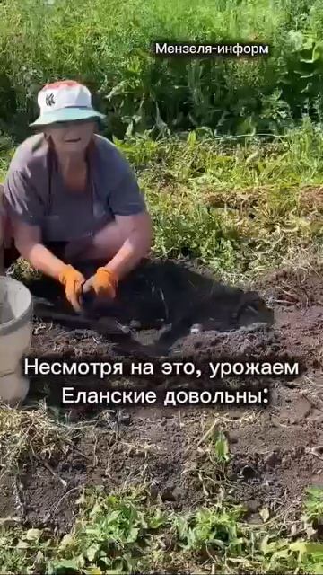 D селе Аю Еланские начали копать картофель.