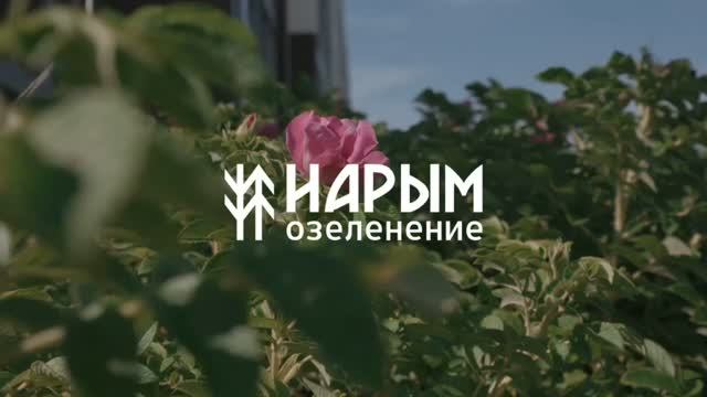 Озеленение в ЖК 