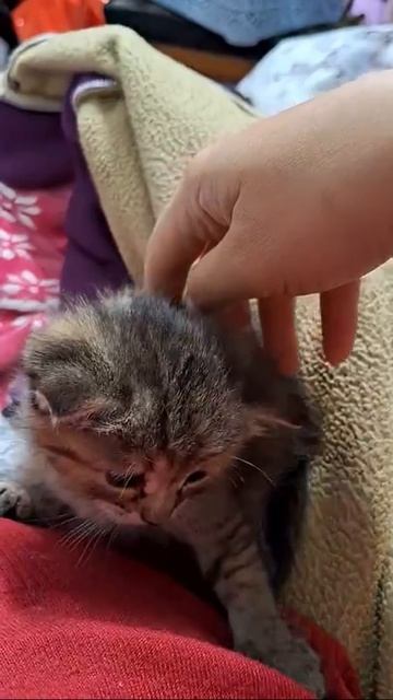 котенок Буся