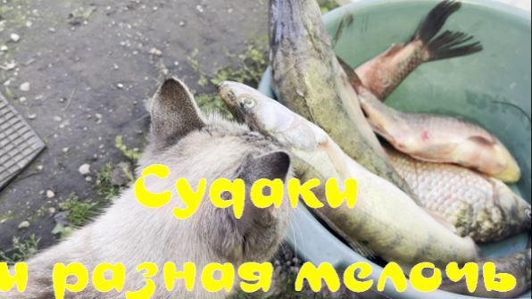 Судаки и разная мелочь