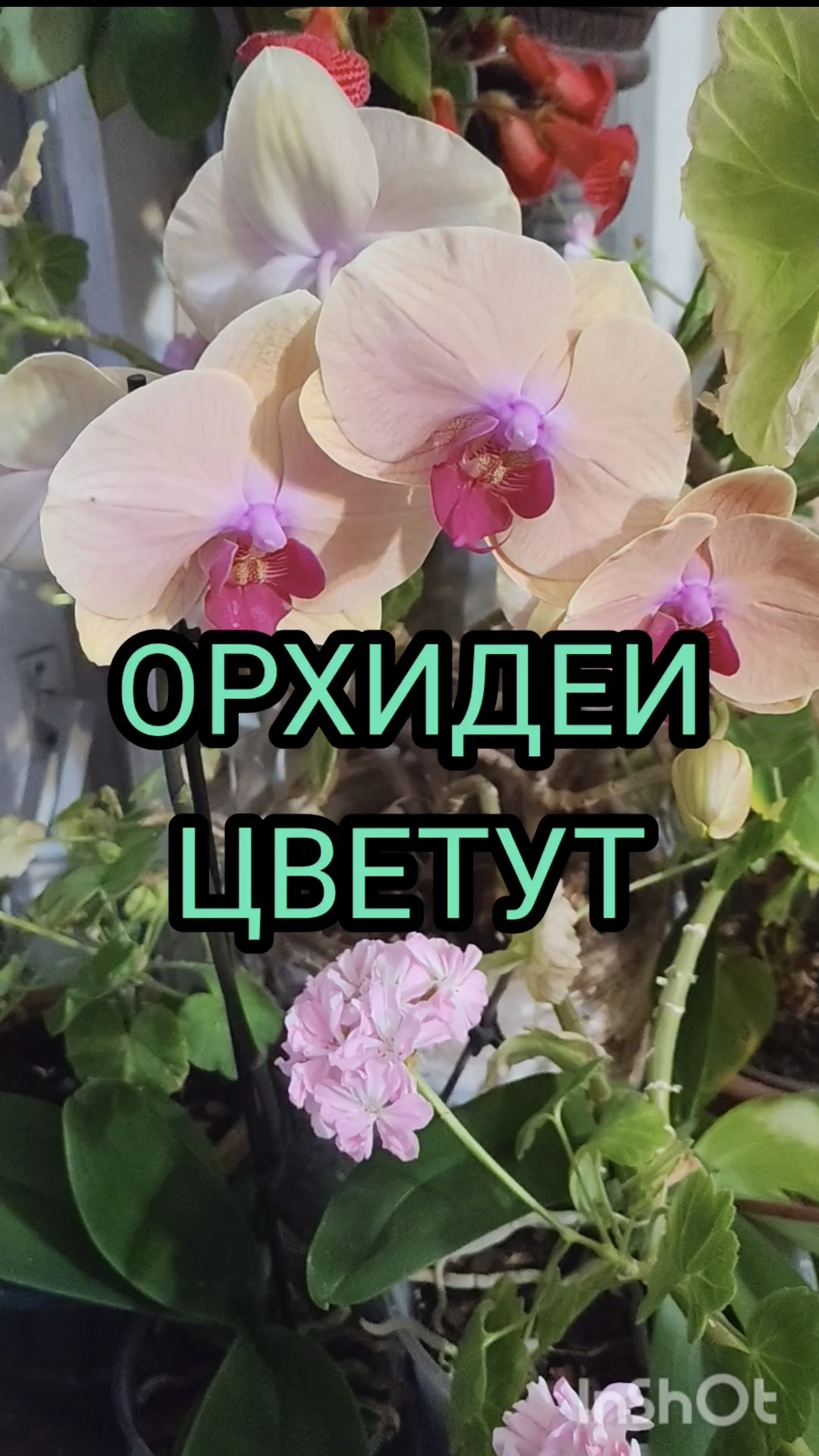 ОРХИДЕЯ ЦВЕТЁТ НА ОКНЕ