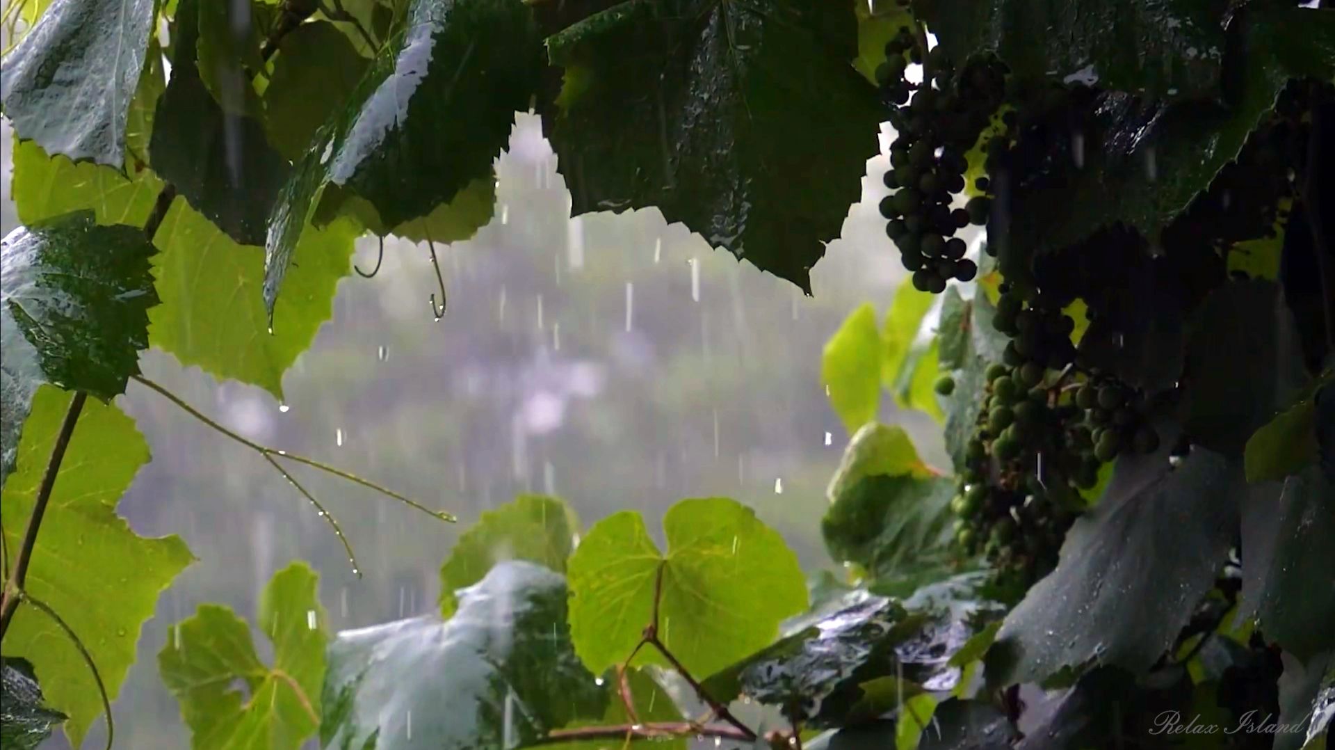 ☔️ УСПОКАИВАЮЩИЙ ШУМ ДОЖДЯ ДЛЯ СНА ✨ РАССЛАБЛЯЮЩИЙ ЗВУК ДОЖДЯ ✨ СИЛЬНЫЙ ДОЖДЬ ✨ ЛИВЕНЬ ДЛЯ СНА