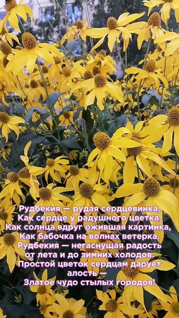 Рудбекия