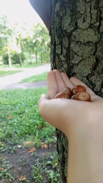 Кормила белочек 🐿️ | белка укусила? | 🌸🌷🩷🍡✨