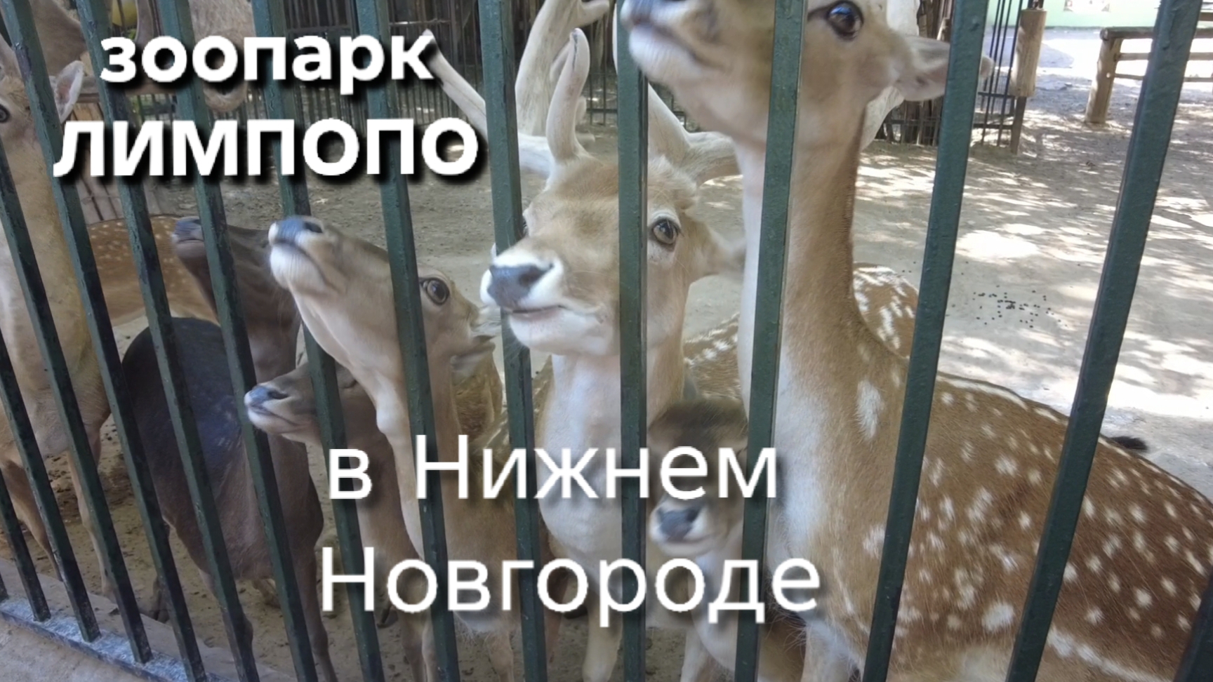 Поездка в нижегородский зоопарк Лимпопо