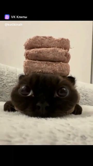 милый котик #shorts