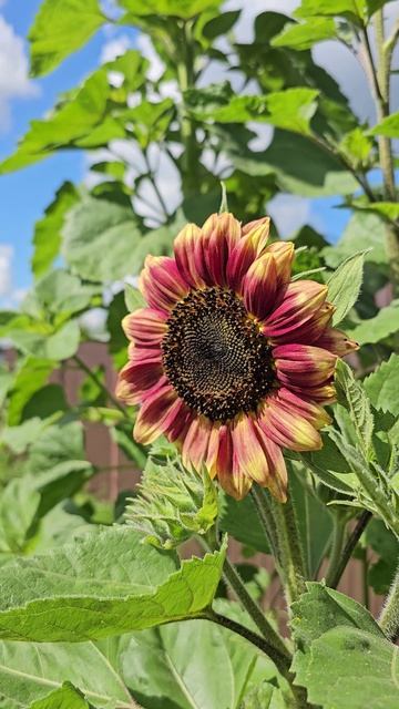Дачная жизнь. Подсолнухи 🌻🌻🌻