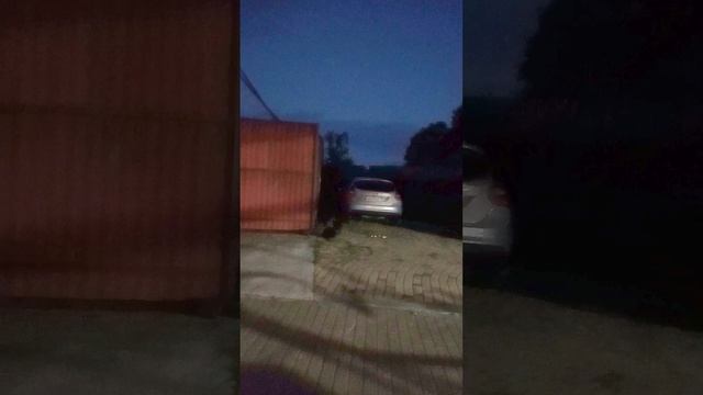 еноты и коты в Джубге