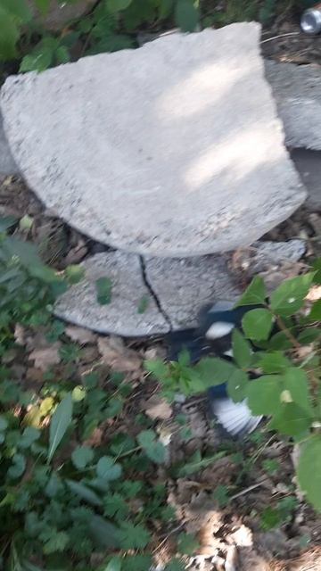 маленький сорока