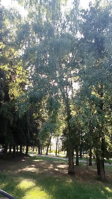 Мороженное