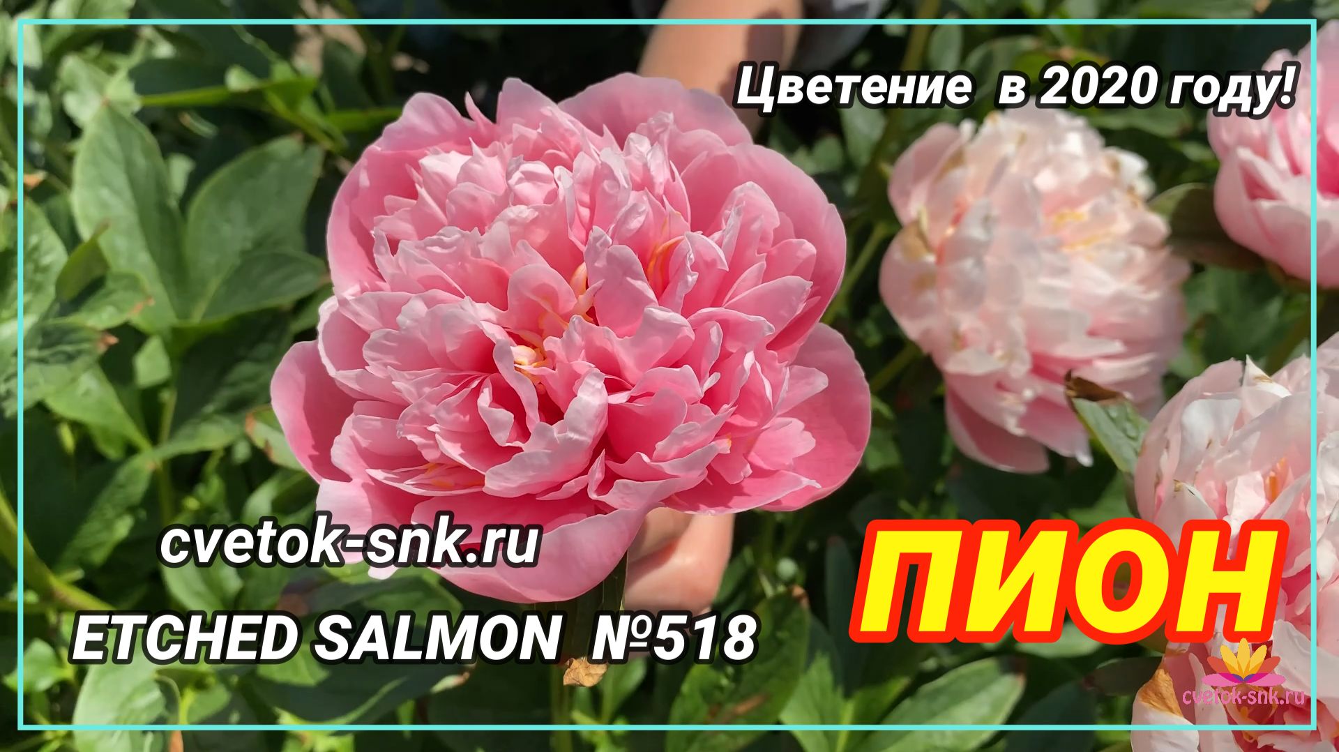 ПИОН 
