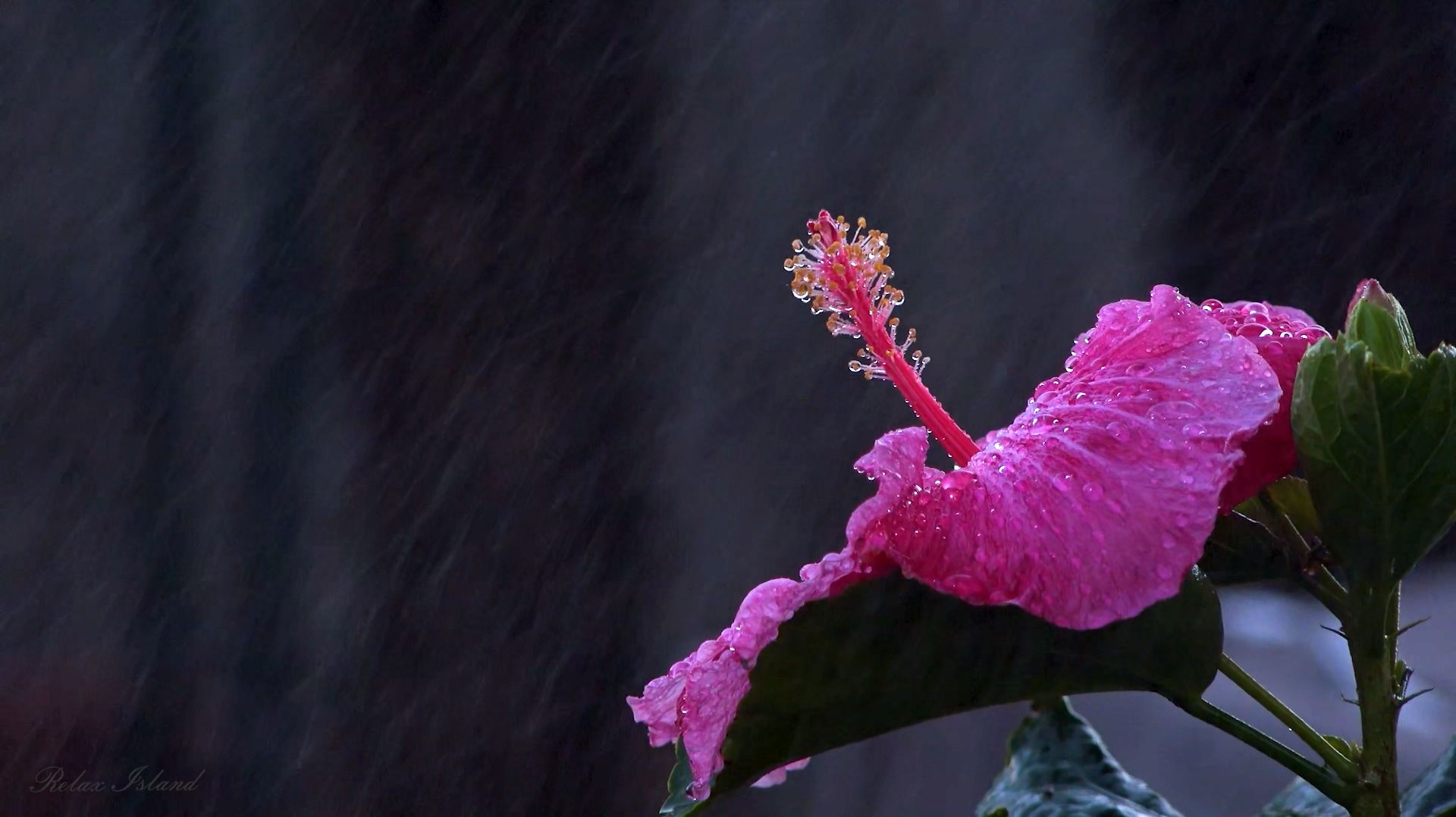 ☔️ УСПОКАИВАЮЩИЙ ШУМ ДОЖДЯ ДЛЯ СНА ✨ РАССЛАБЛЯЮЩИЙ ЗВУК ДОЖДЯ ✨ СИЛЬНЫЙ ДОЖДЬ ✨ ЛЕТНИЙ ДОЖДЬ