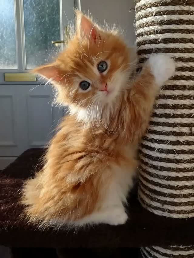 Рыжий котенок и золотая рыбка