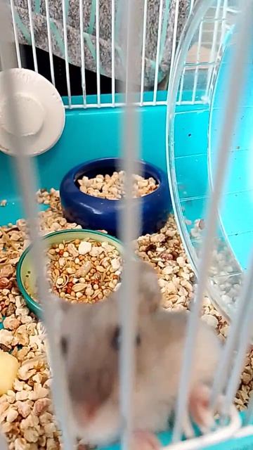 ALEXA W. 🐹✨❤️