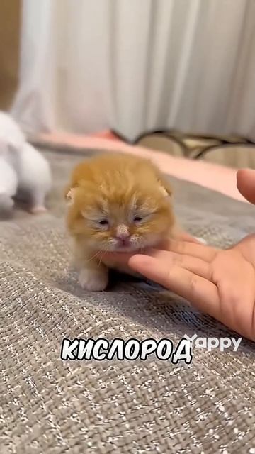 этот котёнок очень любит спать внутри бутылки #shorts