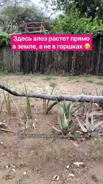 Это ЮАР! Алоэ повсюду в разном виде! Необычно видеть наше комнатное растение в открытом грунте везде