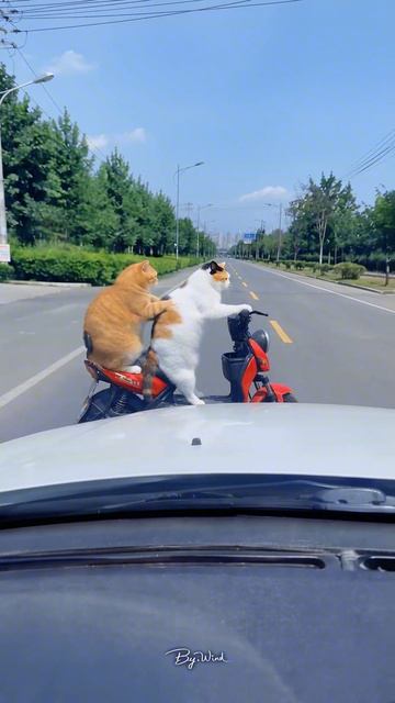 ПРАВА КУПИЛИ А ЕЗДИТЬ НЕ КУПИЛИ! Коты на скутере 