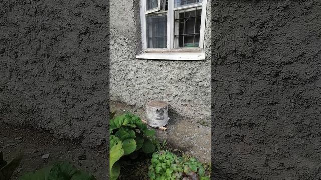 Моя гордость!!! . Эту клумбу я создавала с 2014 года с нуля.