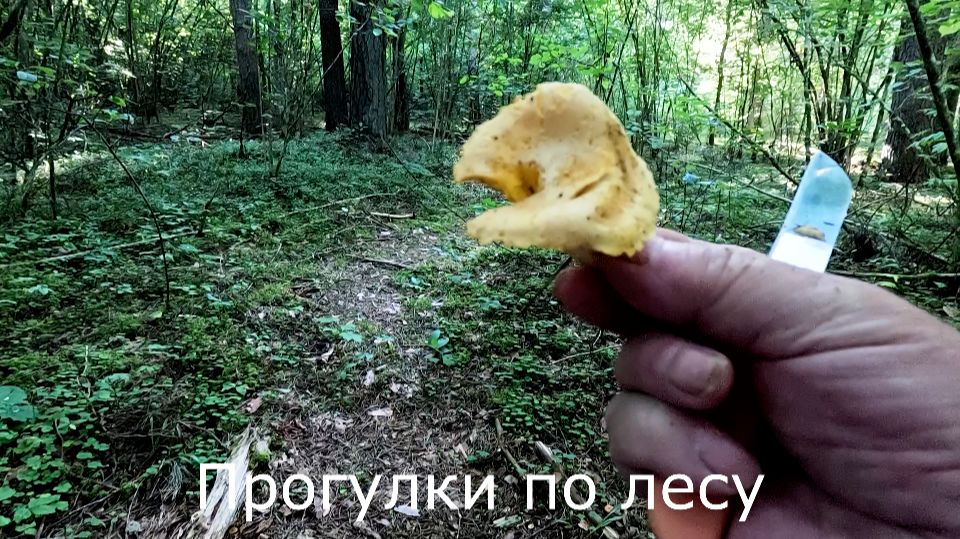 Хотел погулять по горкам, но опять лисички.